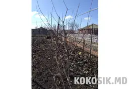 Обрезка фруктовых деревьев и винограда в Бельцах