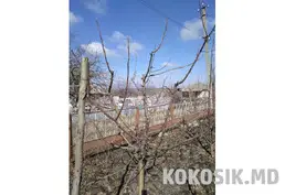 Tăierea pomilor fructiferi și a viței de vie în Bălți