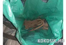 Купить рессоры для прицепа в Каушанах: полный комплект