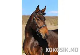 Продажа элитных немецких лошадей в Молдове