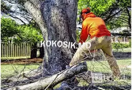 Спил деревьев любой сложности, есть вывоз