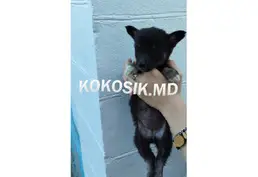 В добрые руки