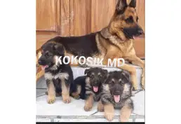 Щенки немецкой овчарки с родословной