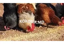 Корма для свиней, телят і КРС, комбікорм