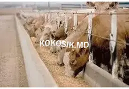 Корма для свиней, телят і КРС, комбікорм