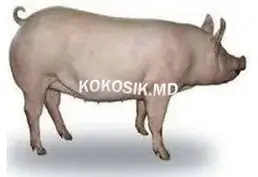 Корма для свиней, телят і КРС, комбікорм