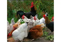 Куплю домашних молодых кур в Тирасполе — Дорого