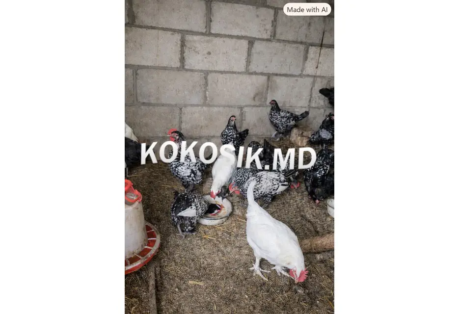 Продам молодых декоративных петухов - 1/2