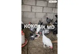 Продам молодых декоративных петухов