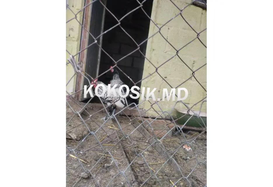 Продам молодых декоративных петухов - 2/2