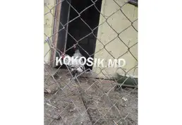 Продам молодых декоративных петухов