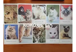 Set de carty poștale cu rase de pisici 1989 - 4