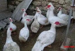 Купить индоуток и утят