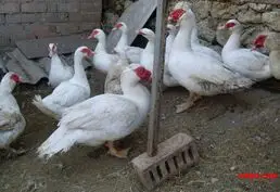 Купить индоуток и утят
