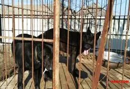 Купить щенков восточно-европейской овчарки (ВЕО)