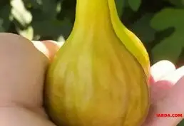 Продажа рассады