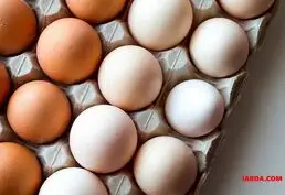 Купить куринные яйца опт и розница