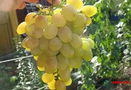 Продам саженцы винограда