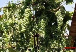 Продам саженцы винограда