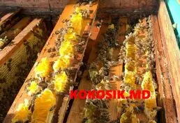 Мёд купить