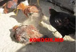 Несменяемая ферментационная подстилка