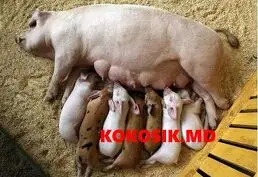 Несменяемая ферментационная подстилка
