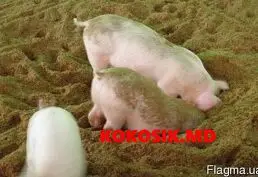 Несменяемая ферментационная подстилка