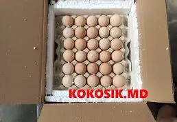 Инкубационные яйца (маркированные) - 2