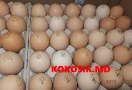 Инкубационные яйца (маркированные)