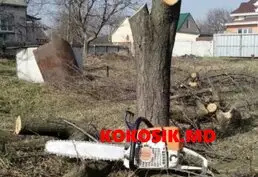 Спил деревьев любой сложности