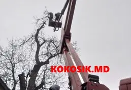 Спил деревьев любой сложности