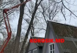 Спил деревьев любой сложности