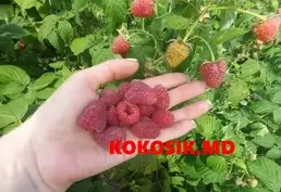 Купить саженцы малины