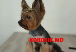 Груминг котов и собак