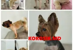 Груминг котов и собак