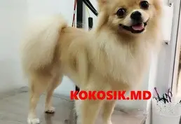 Груминг котов и собак