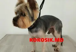 Груминг котов и собак