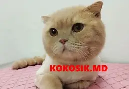 Груминг котов и собак