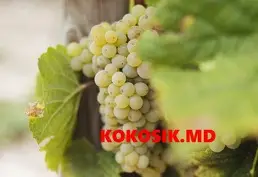 Купить участок с виноградником