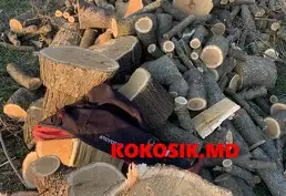 Куплю дрова
