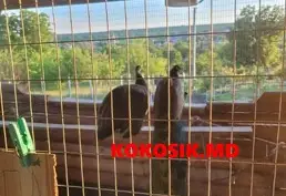 Купить павлина