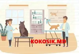 Ветеринарная клиника – Аптека – Зоомагазин