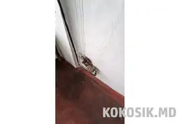 Купить дом в селе Чобручи - 10