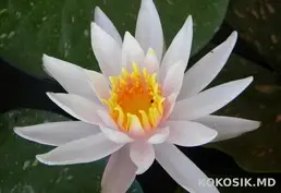 Кувшинки для декоративных водоемов 🌸