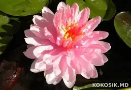 Кувшинки для декоративных водоемов 🌸