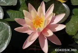 Кувшинки для декоративных водоемов 🌸