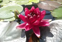 Кувшинки для декоративных водоемов 🌸