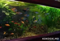 Аквариумы от 200 до 1000 литров 🐠